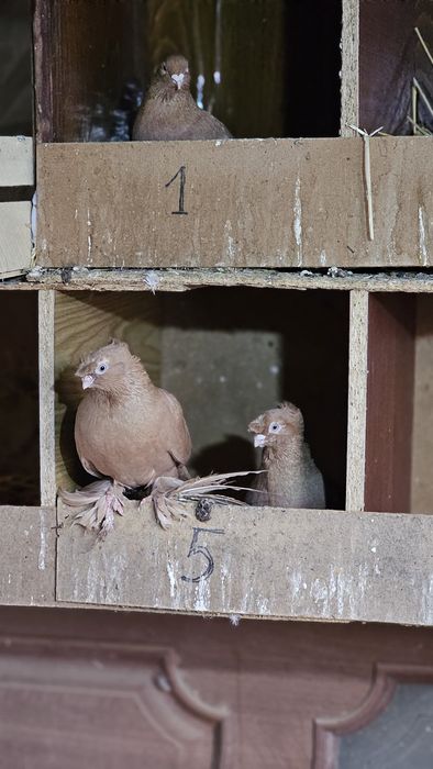 Голуби разные, подробная информация в описании