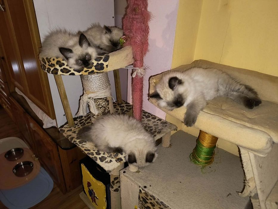 Котета Регдол / Ragdoll