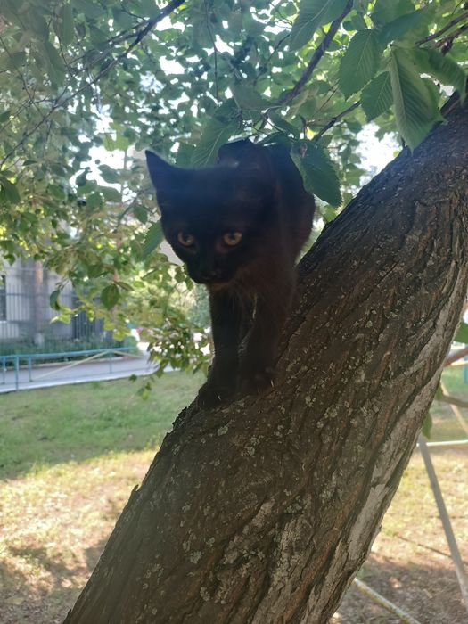 Отдам в добрые руки
