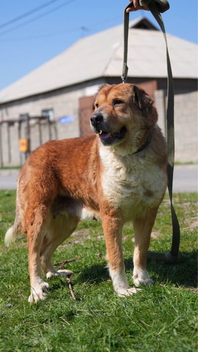 Хлоя ищет семью. Классная для семьи.