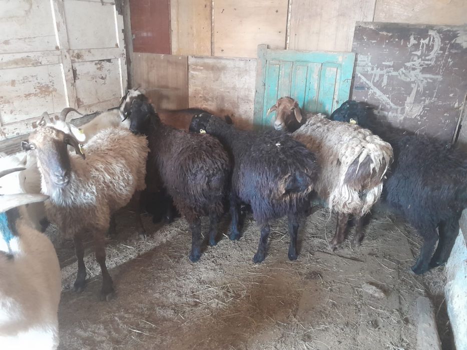 Кой,бараны,овцы,қой,қойлар соғым,ет