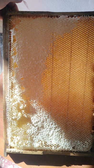 Мёд натуральный, свежий