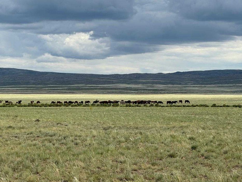 Продам лошадей(үйір, табун, табын,)