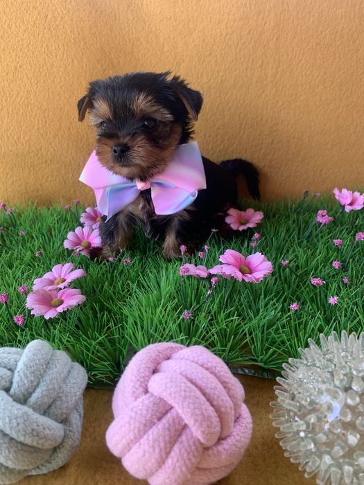 Йоркширски тепиер ,Йорки