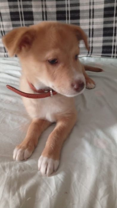 Отдам щенков в добрые руки