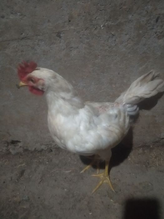 Xoroz tovuqla sotiladi