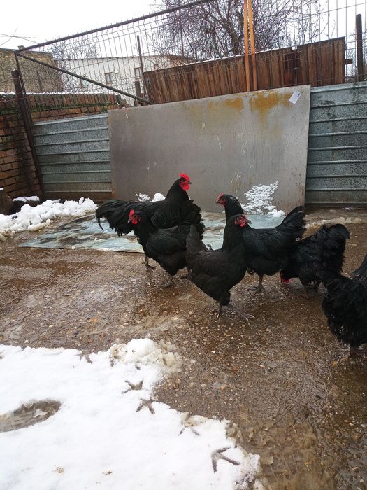 Australorp - Oua pentru incubat