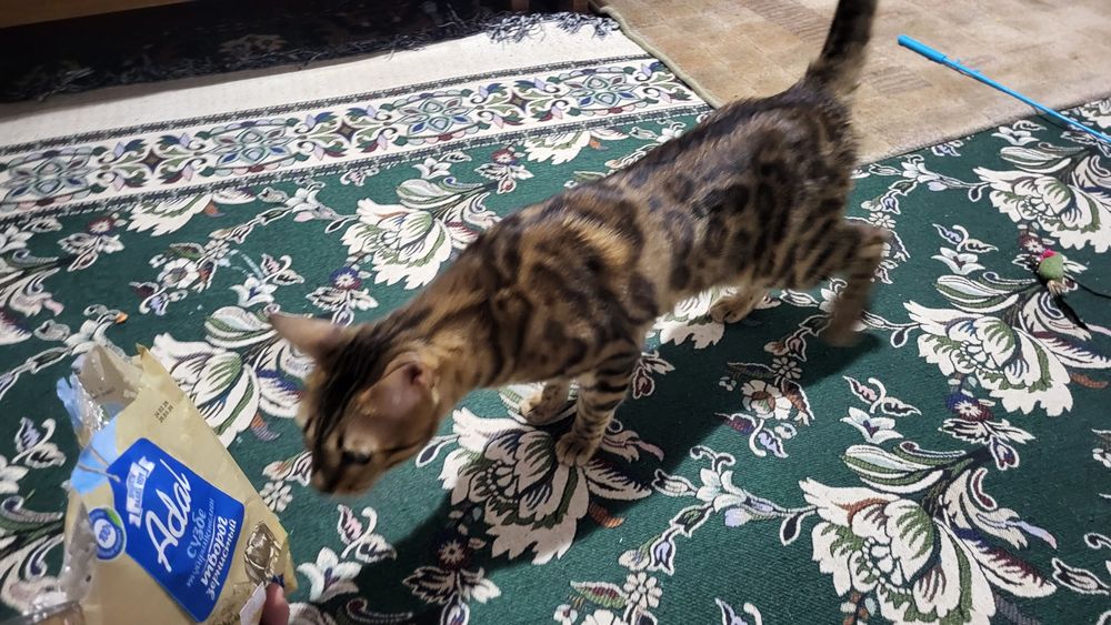 Кошка 1.5 годика