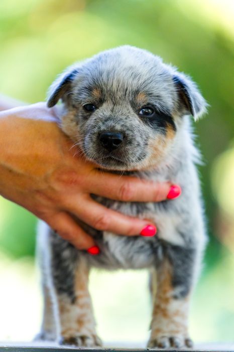 Australian Cattle Dog mascul