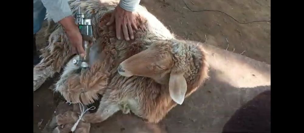 Куй юнгини оламиз