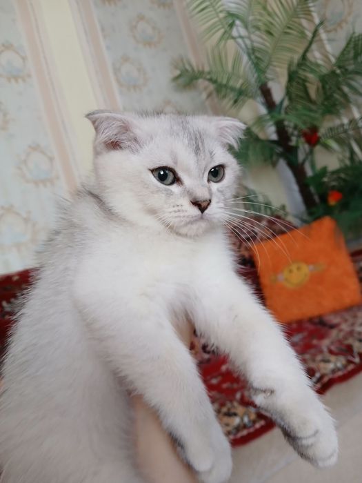 тозза пародали 3 ойлик