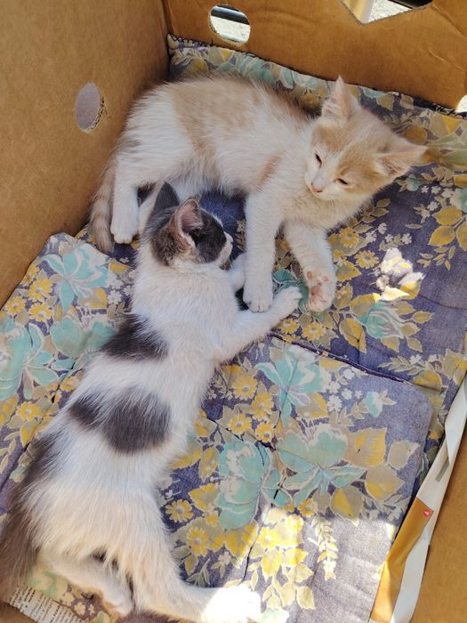 Отдам котят в хорошие руки