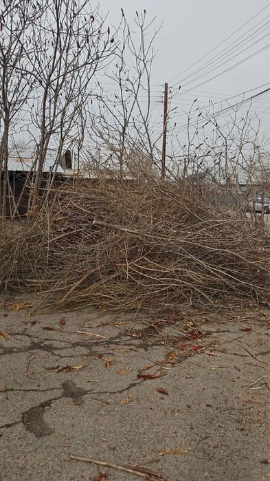 Отдам обрезь деревьев