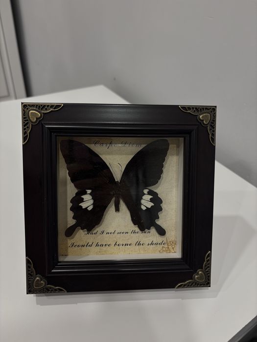Бабочки в рамке ручная работа