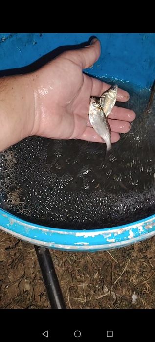 Puiet peste  cteno (amur), fitofag, crap Frasinet și Ropsa 2026