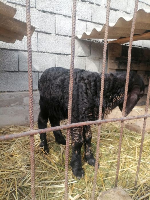 Осы қозы сатылады