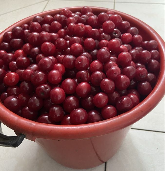 Продам вишню садовую