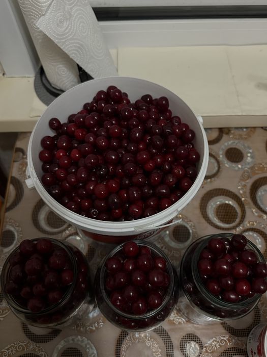 Домашняя Вишня продам .