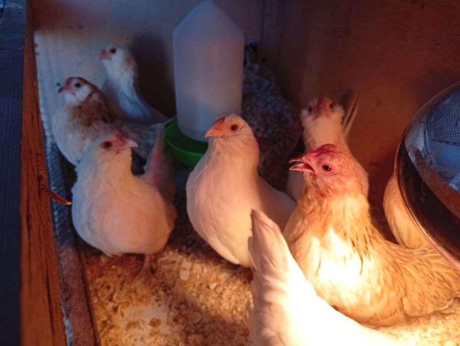 Gainute pitice bărboase de Anvers