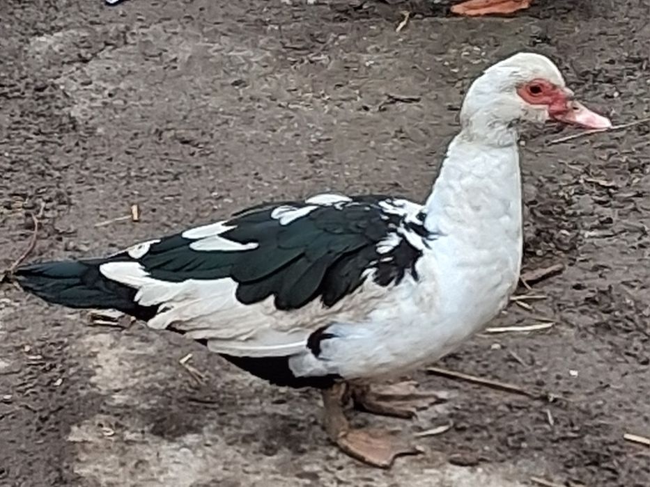 Rate mute de vânzare