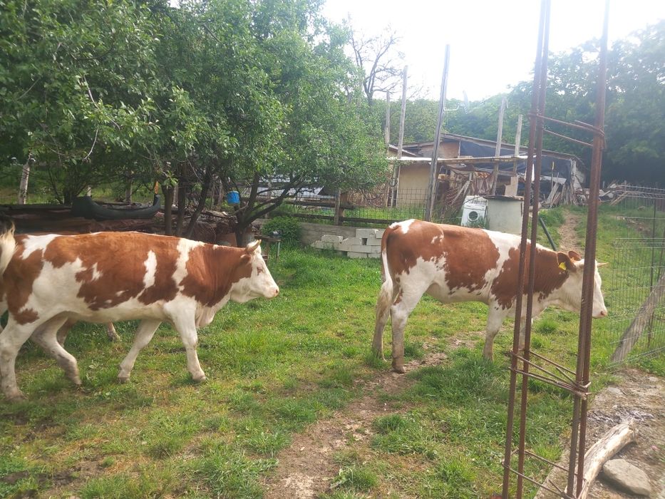 Vaci juninci tăuraș