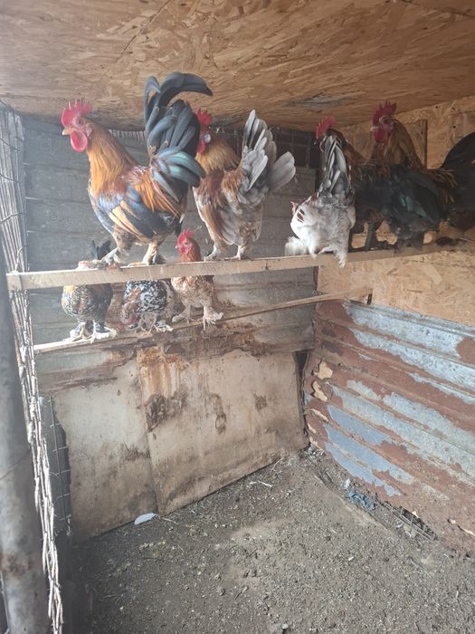 Perechi de gainusi pitici.