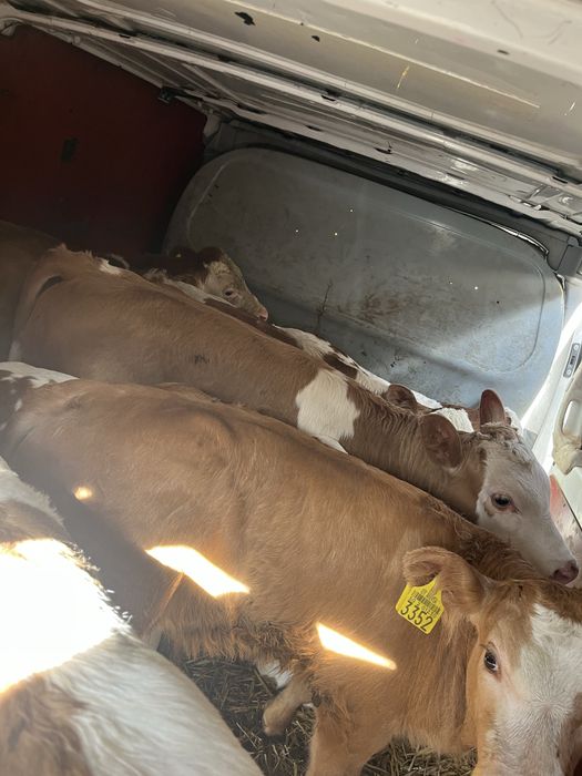 De vanzare vitei 2-10 saptamsnj