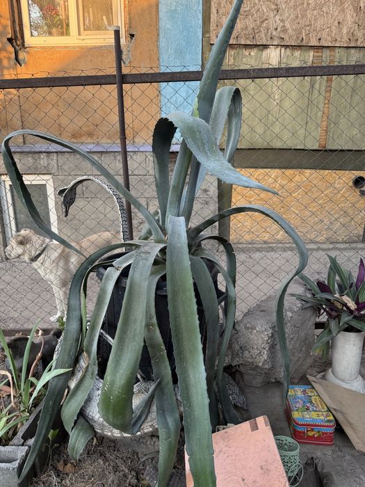 Американская Агава (алоэ)