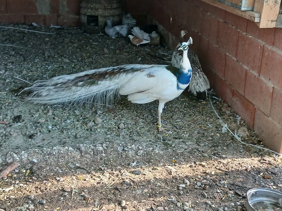 Păuni maturi umeri negrii
