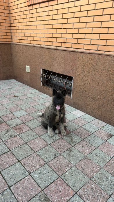 Щенки Американского Акито