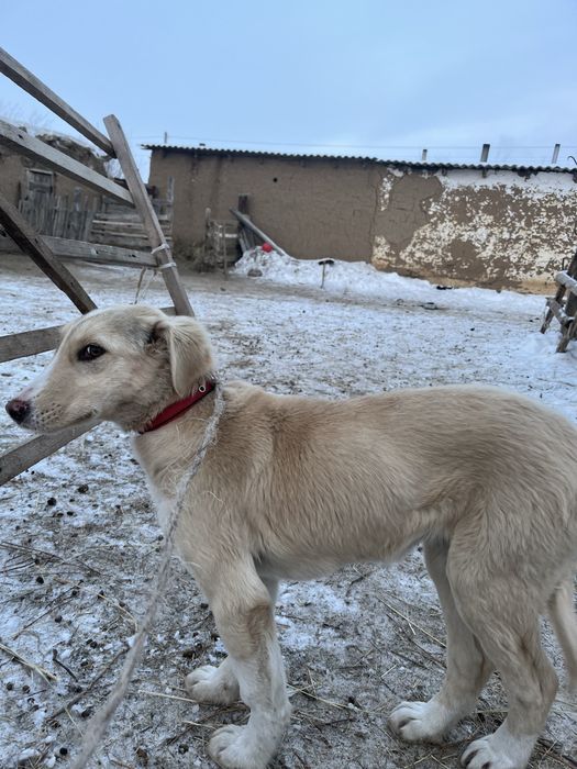 Тазы күшік хабарласамыз