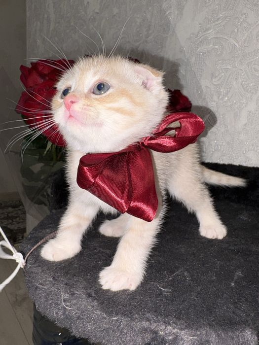 Скоттиш фод котенок девочка рыжий