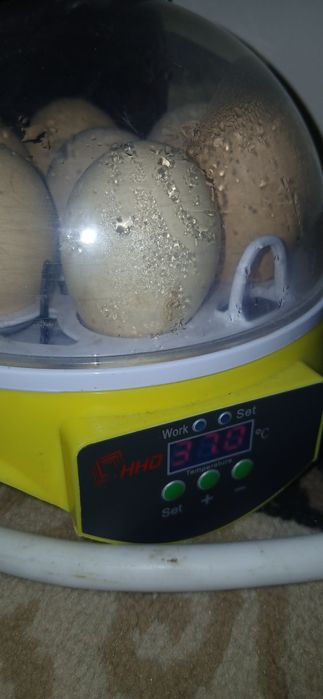 Mini incubator sotiladi
