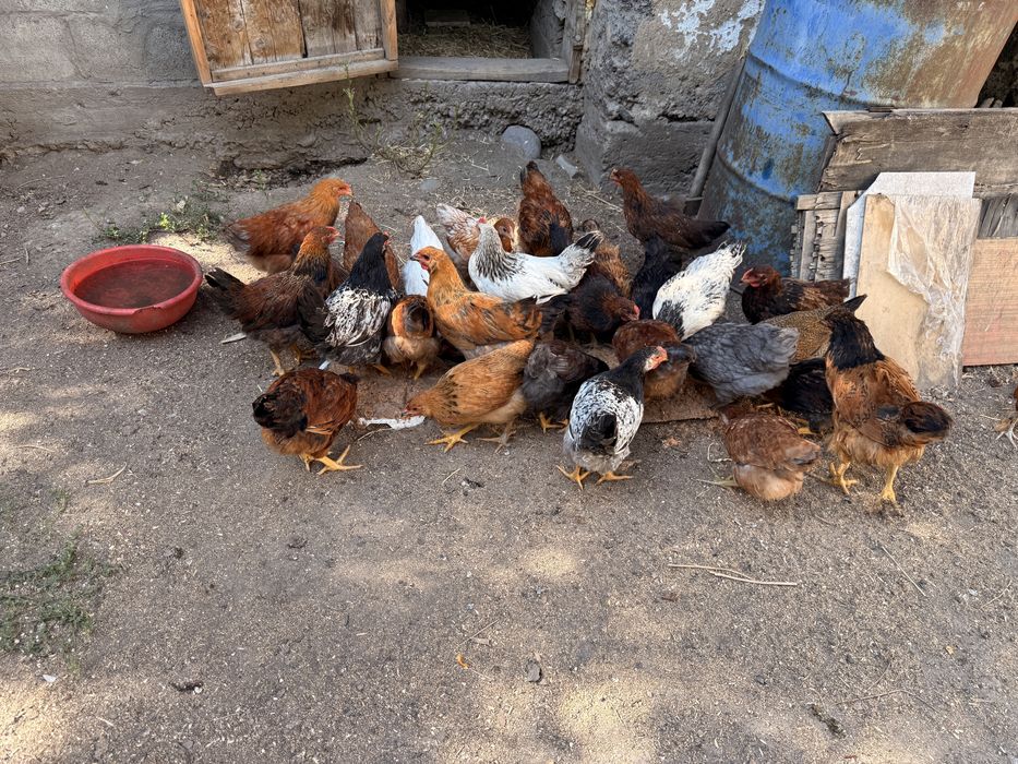 Продам домашних кур и петухов (молодняк)
