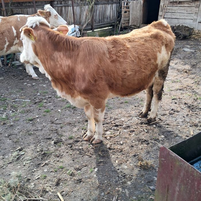 Junincă de vânzare