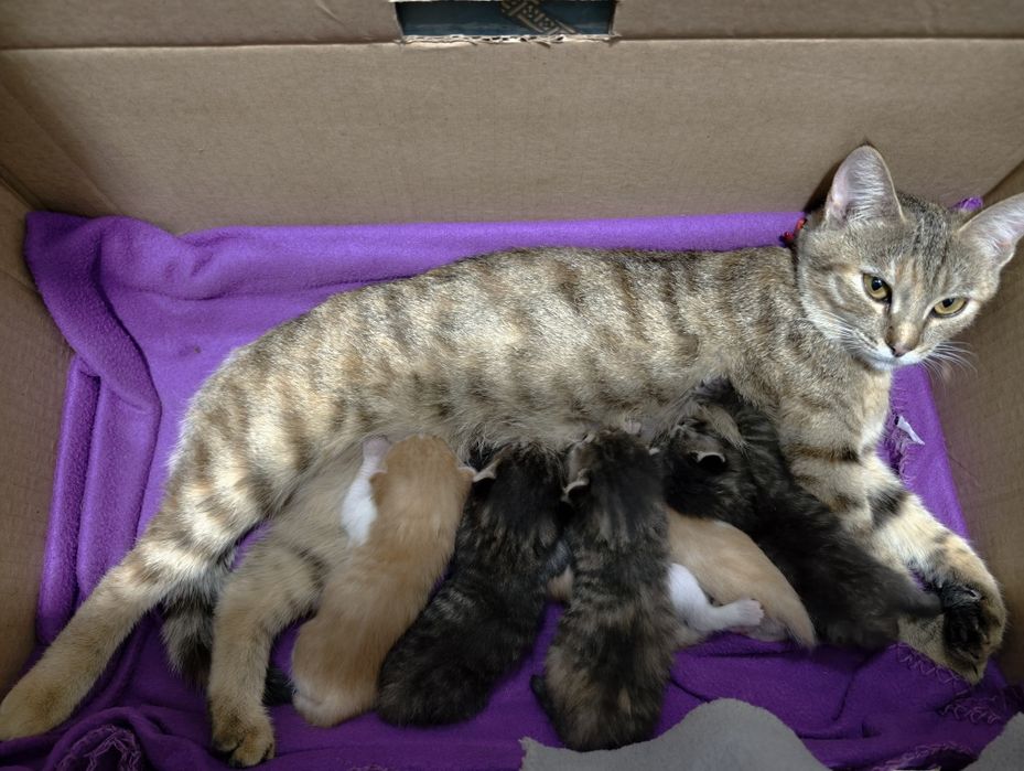 Сладкие котята, 1 месяц