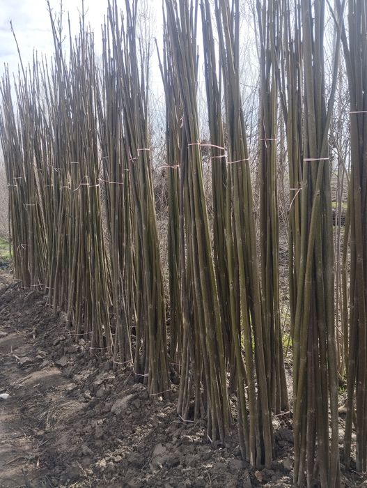 Ку́чатлар сифатли ва су́ртига кафолат мавжут