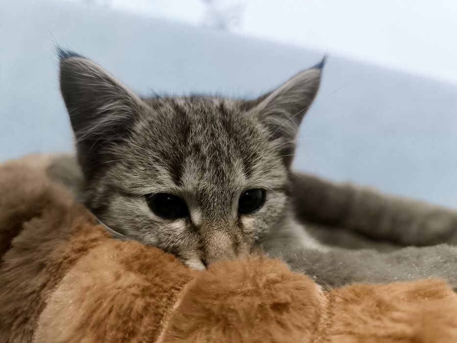 Котенок маленький