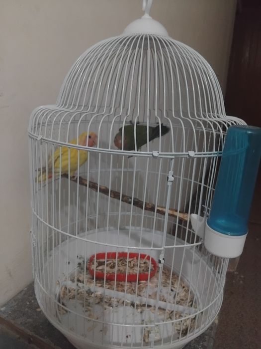 Попугая неразлучки