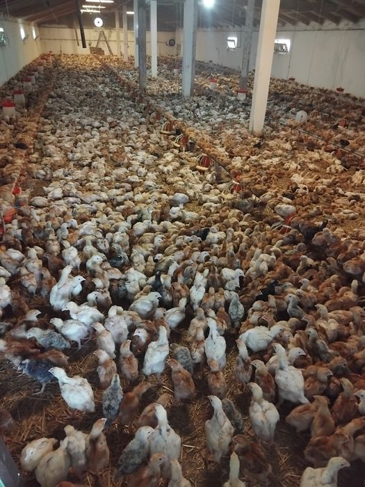Pui de vânzare la 3 săptămâni