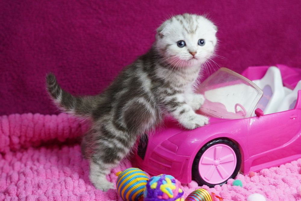 шотландские котята, вислоушки , скоттиш-фолд