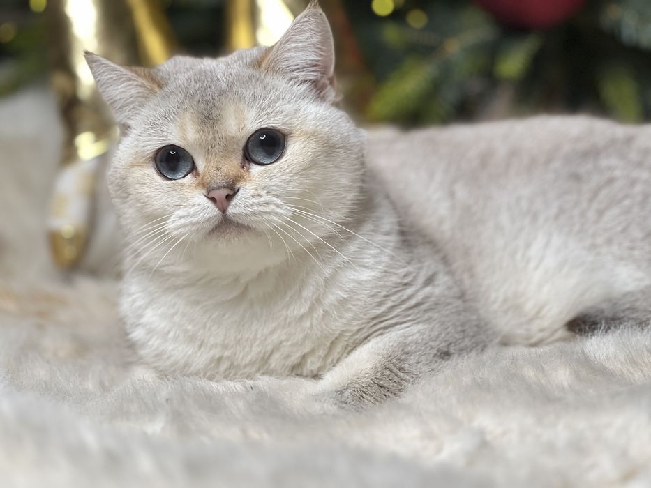 Девочка поинт NY1133 фото реальное