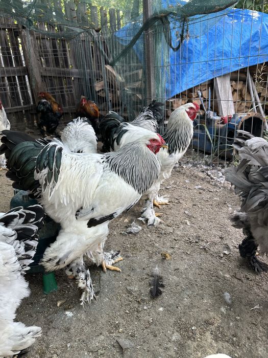 Cocosi brahma potarnichiu si herminat deschis