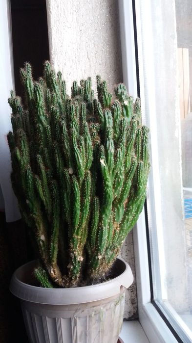 Лилия  амазонская