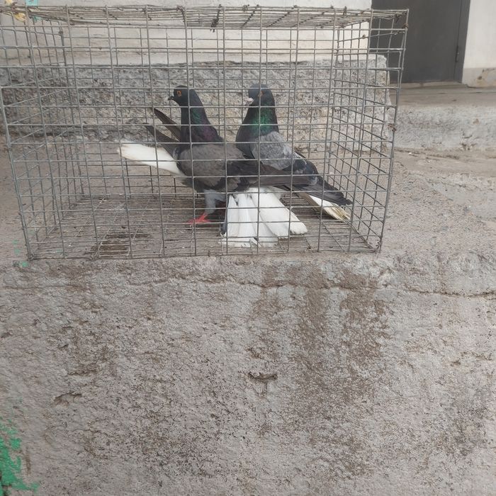 Бабочки сизи белахвость 2 пара