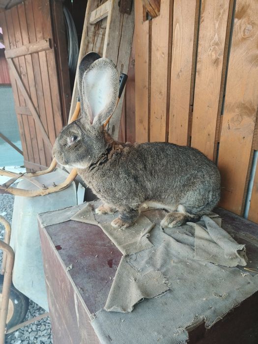 Iepuri Urias gri german