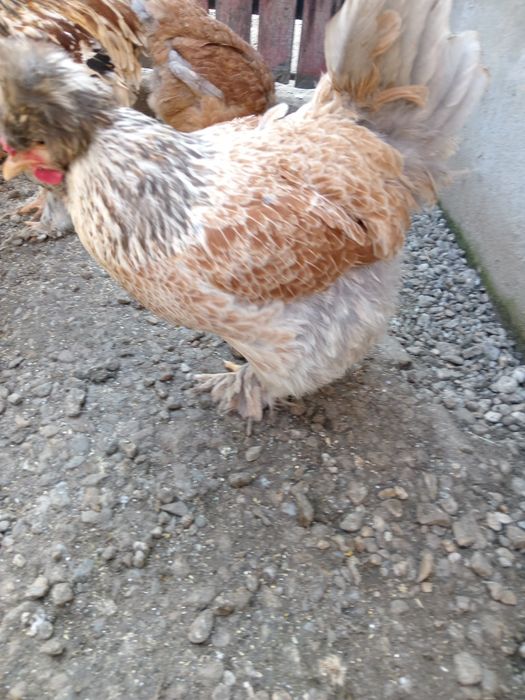 Ouă pentru incubat - Găini motate și încaltate