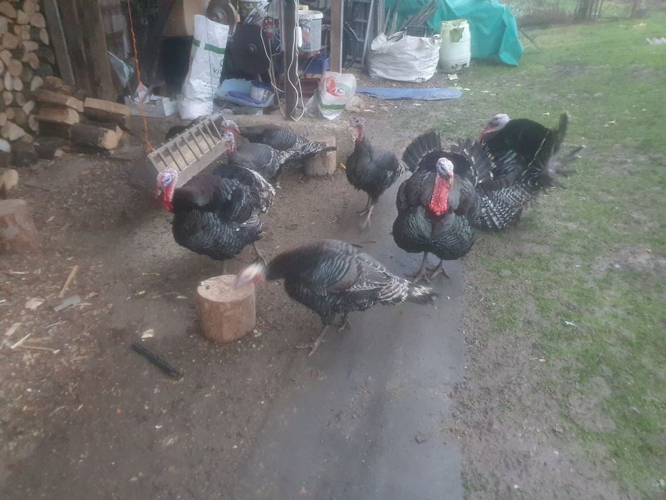 Vînd Curcani crescuți la curte