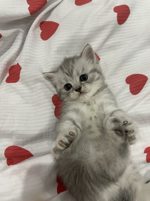 Шотландская котенок