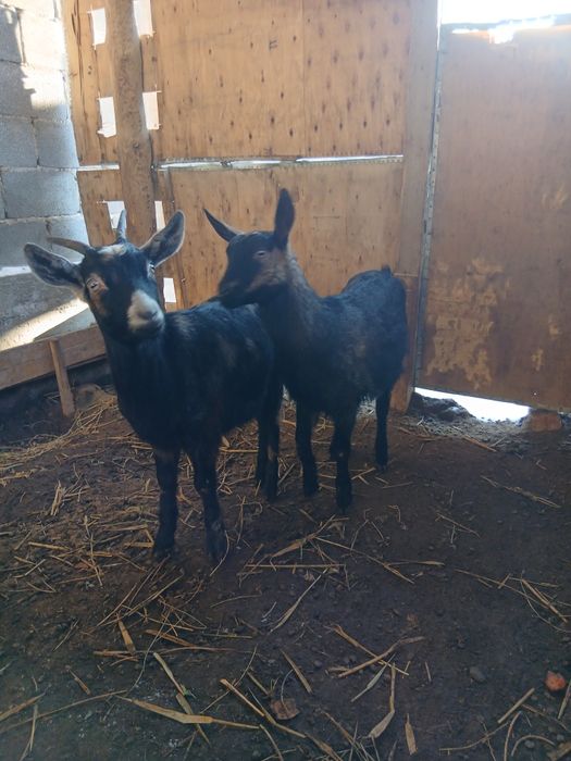 Ешкілер сатылады